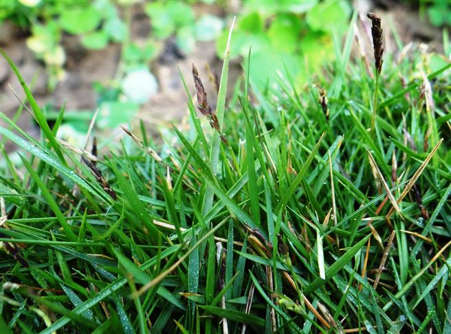 Zoysia matrella var